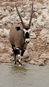 88K views · 2K reactions | Oryx in Etosha National Park, Namibia.#namibia #etoshanationalpark #oryx #travelnamibia #safari #wildlife #nature #desert #travelphotography #namibiatravel #namibiatourism #visitnamibia | Madbookings - Travel Experts in Africa & Asia | Facebook