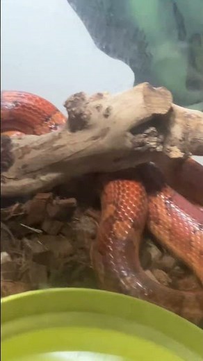 Breeding corn snakes!!! #alareptiles #reptiles