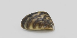 Zebra Mussels Spread through Maine’s Waterways