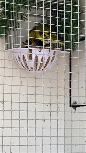 Feeding Hens for Healthy Chicks in Nature