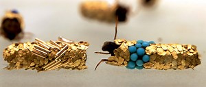 Caddis fly larvae coaxed into building cocoons out of precious metals and gems