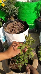 295K views · 2.6K reactions | Basic rose care tips . . . . . . . #roses #plantcare #tips #gardening | Gardening Aasaan Hai | Facebook