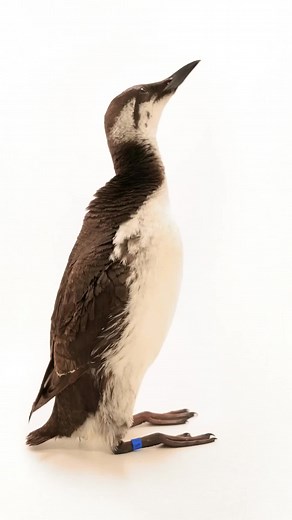 Each year in the fall and winter months, International Bird Rescue experiences an “Oiled Bird Season” as migrating birds like this common murre pass through naturally occurring oil seeps, contaminating their feathers in the process. After they are washed with a low concentration of Dawn dish soap and clean water by experienced staff, they are placed in a protective pen equipped with grooming dryers, where they begin to preen their feathers back into place. The complete realignment of feathers in