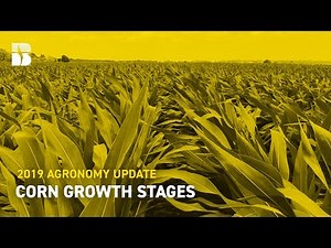 Corn Growth Stages | Beck's Agronomy Update