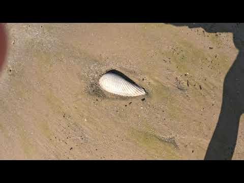 Found a Angel wing shell