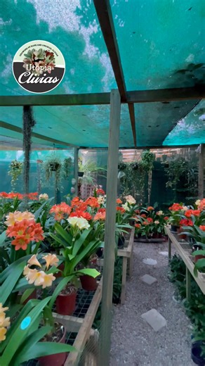  2025 Clivia Colour Explosion – Open Weekends Throwback 華 Throwing it back to 2025 Open Weekends – our stunning range of Clivia colours that flew off the shelves. Swipe through the rainbow of blooms! #Clivia2025 #ColourPalette #OpenWeekends #FlowerShow #PlantShop #Throwback #GardenJoy 朗 | Clivia at Utopia Clivias | Facebook