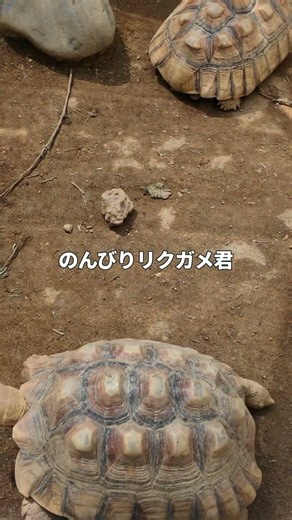 【愛知】一度は行きたい！竹島水族館が想像以上だった🐟
