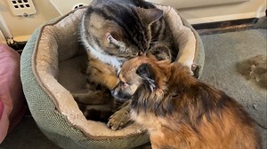 84 reactions · 5 comments | Cat Ovenmitt gives Java a really good bath | Zwartbles Ireland | Facebook