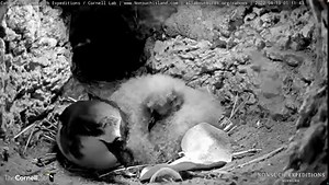 9.5K views · 652 reactions | At 47 days old, the Bermuda Petrel chick...