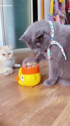 girl Found a Genius Fitness Trick for Her Fat Cat 😱 #shorts