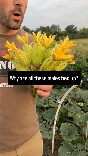 Why Are These Pumpkin Flowers Tied Shut? 🤔🎃