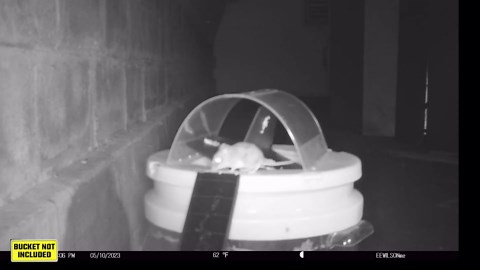 RinneTraps | Dizzy Dunker Bucket Lid Mouse Trap | Made in USA | Multi Catch | Humane | Indoor/Outdoor | (2 Pack)