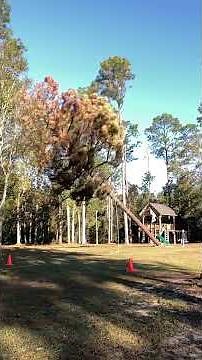 Pine beetle kill - tall pine tree removal - Pace Florida tree service