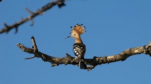 Eurasian hoopoe (Upupa epops) flying, bird flight in slow motion, landing on a branch