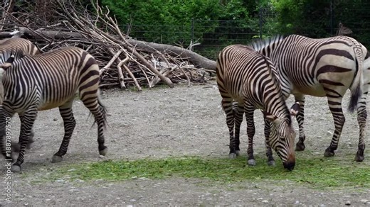The Hartmann's mountain zebra, Equus zebra hartmannae is a subspecies of the mountain zebra found in far south-western Angola and western Namibia.