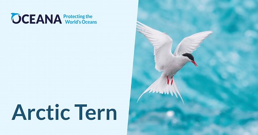 Arctic Tern | Oceana