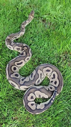 Male Pastel Clown | Ball Python #MyAnimalHouse #Shorts