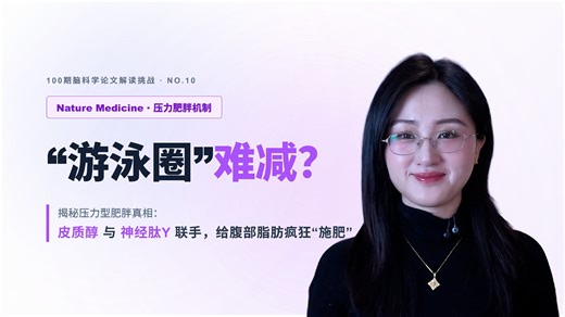 【脑科学】为什么压力只胖肚子？Nature揭示NPY神经肽的“搬运”真相