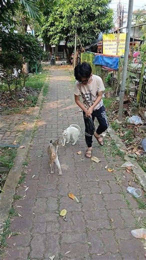 MINTA MAKAN, GILIRAN DIKASIH KUCING INI MALAH PERGI #cat #straycat #arrastory