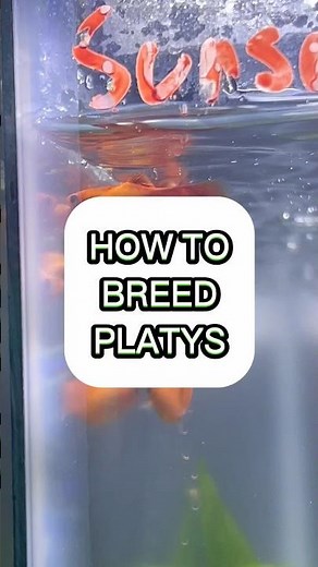 How to breed platys (How to sec platy fish) #fishbreeding #fishcare #platy #fishtank #aquarium