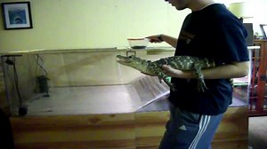 My Pet American Alligator and his Tank