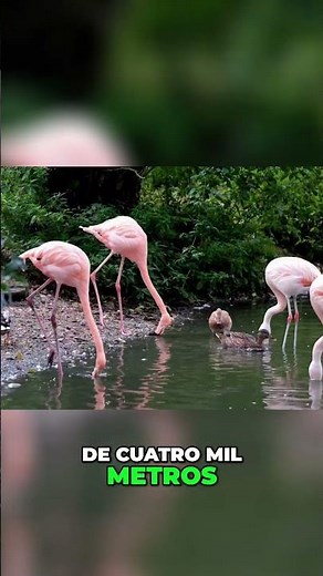 Flamencos Adaptación Extrema en Diversos Hábitats