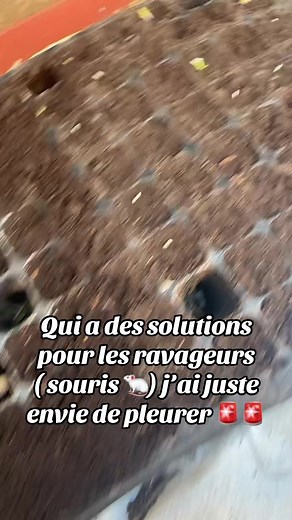 ❌CONTRE LES RAVAGEURS❌#ravageur #agronomia #risque #fyp #viral #senegalaise_tik_tok #tik_tok #foryoupage