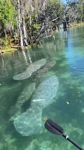If you’re looking for a unique and unforgettable experience, your next adventure is around the corner! | Get Up And Go Kayaking - Crystal River