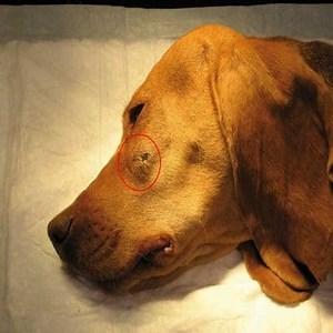 Bultos en Perros Mayores: Causas, ¿Qué Hacer? Y más ▷➡️ Postposmo