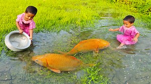 Smart girl catching fish by hand from mud water in Village | Fishing Tv