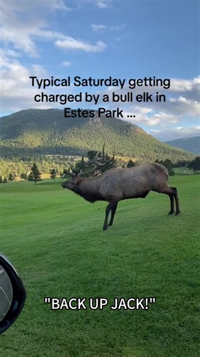 Funny Moose #moose #animals #funnyanimals #funnyvideos #Foryou | funny animals videos