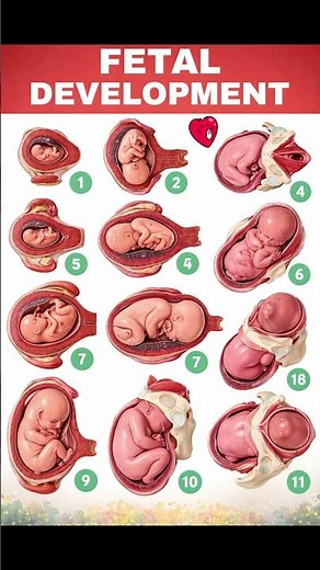 Fetal Development week by week | Embryo development | Baby growing in womb