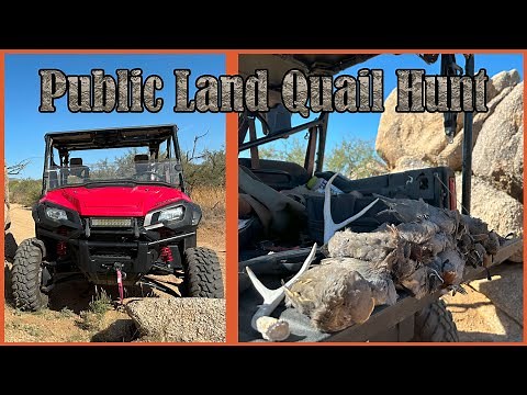 Quailtopia: Opening Day Off-Road Gambel's Quail Hunt In Arizona!
