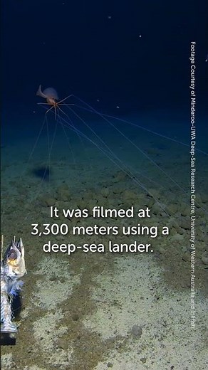 Rare Bigfin Squid Filmed for the First Time in the Tonga Trench