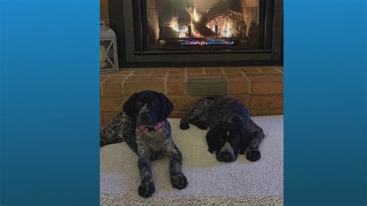 Doggone Weather: Meet Teeter and Rip