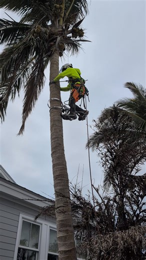 #TreeWork #TreeService #Arborist #TreeRemoval #TreeCare #TreeTrimming #StumpRemoval #TreeClimbing #TreePruning #Woodworking #NatureLovers #SaveTheTrees #EcoFriendly #DIYProjects #HomeImprovement #OutdoorLiving #GardeningTips #YardWork #ViralReels #ForYou #ExplorePage #TrendingNow #InstaReels #Chainsaw #ClimbingGear #Rigging #SafetyFirst #TreeSurgery #sarasotaTreeService #LocalBusiness #SupportLocal #CommunityService #NeighborhoodGardening #BlueCollar #HardWork #SkilledTrades #TradeSkills #LaborF