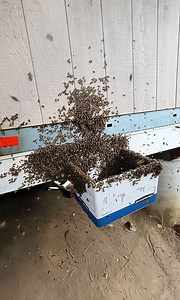 90k Bees Flood Out of This Wall! 🐝💨 You can watch this entire rescue here: https://bit.ly/4likMbd #savethebees #bee #animal #rescue #beekeeper #beekeeping #nature #satisfying #interesting #timelapse #satisfyingvideos #pestcontrol #bugs #insects | Mr. Mrs. Bee Rescue