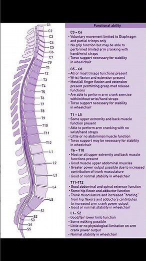 "Spinal Levels & Functional Ability: Understanding Paralysis Potential from C1 to S2"