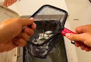 Crazy Fishing Trip With an INSANE Ending | South Florida Fishing Channel