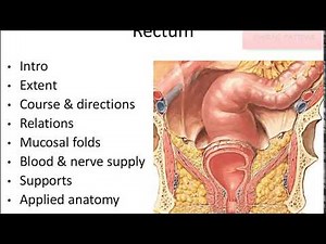 Anatomy of Rectum