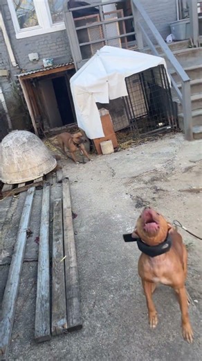 Getting The Yard Right 🐾⏳⏳