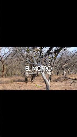 Mira el video completo en el canal | #morro #jicaro #naturaleza #campo #frutos #arboles