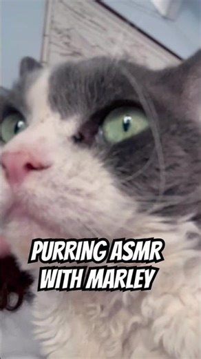 Purring ASMR - The Most Relaxing Sounds from Marley