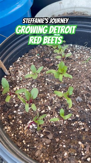 Growing Detroit Red Beets #gardening #growyourownfood #beets #fypシ゚viral #fypシ #fypage #fypシ゚