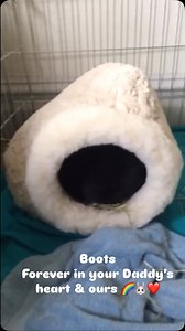 A beautiful tribute to rescue rabbit Boots from his Bun Dad who adopted him in 2015. Binky free Boots 🌈🐰❤️ You will live on in our hearts forever❤️ Remembering Boots, my little angel and best friend for 10 years. At the advice of a close friend in Washington DC, I adopted Boots on May 29, 2015, from FUR in Folsom CA. I was living in San Francisco at the time, and hoping for a life change. I fell in love with Boots the second I saw him, and although I had never cared for a rabbit before, I love