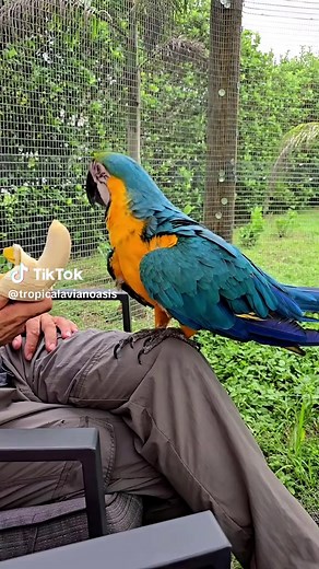 Caring for Macaws: Love and Support for Rescue Birds