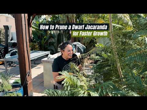 How to Prune a Dwarf Jacaranda for Faster Growth