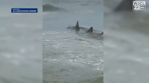 333K views · 276 reactions | WOW! 麗 Video shows several sharks swimming in shallow waters of Hilton Head Island's South Forest Beach. https://bit.ly/3KOHs1E | WJCL News | Facebook