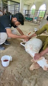Abscess drainage and flushing | abscess in the brisket region of a goat#vetlife #foryou #farming