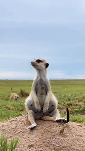 21K views · 381 reactions | Life in the meerkat nursery  This little...